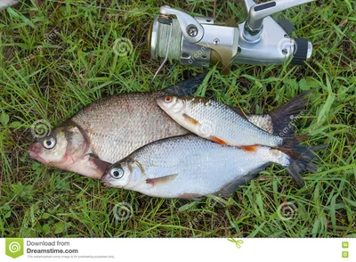 Общий лещ рыб и серебра леща или белые рыбы леща, плотва Fi Стоковое Фото -  изображение насчитывающей вьюрок, сеть: 78312314