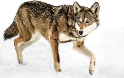 Рыжий волк: Самый редкий представитель псовых. Чем он так кардинально  отличается от своего серого собрата? | Пикабу