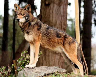 Смотреть изображения рыжих волков | Зооляндия
