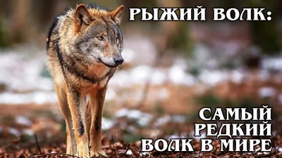 РЫЖИЙ ВОЛК: Гибрид койота и серого волка – самый редкий вид волка |  Интересные факты про волков и животных - Zoo - Планета Земля