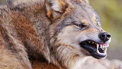 Фото волка | Животные, Собаки, Рыжие волки