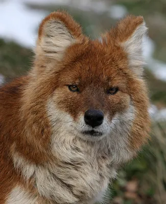 Рыжего волка фото