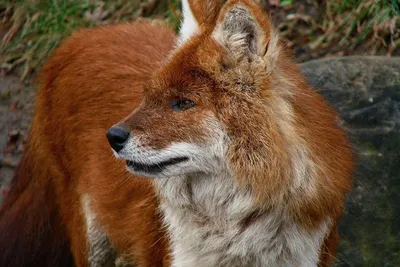Красный волк (горный): внешний вид, питание, повадки стаи