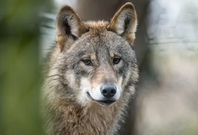 Отчет: меры по борьбе с нападениями волков стоят миллионы