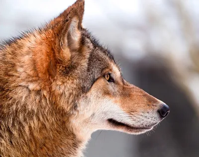 Волк из Белорусской пущи нашел свое счастье в Польше