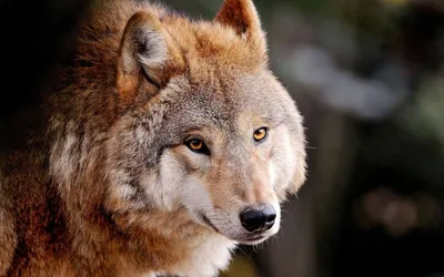 Взгляд хищника волка серо рыжего | Обои для телефона