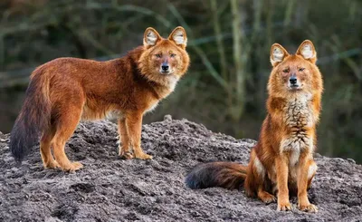 Волк красный (Cuon alpinus): фото, виды, интересные факты