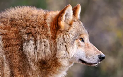 Проницаемый взгляд рыжего волка | Обои для телефона