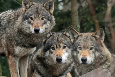 Три волка - 47 фото