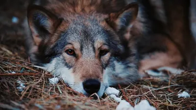 Приют «Чертог волка»: каждое животное, попавшее в беду, нуждается в  спасении - YouTube