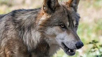 Волк загрыз домашнюю собаку в Псковском районе - KP.RU