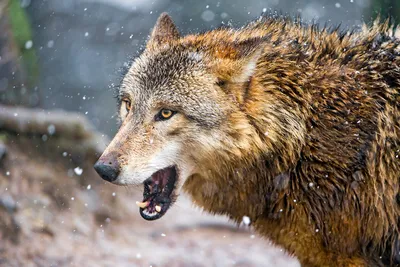 Распорядок дня волка: чем умный и сильный хищник занимается в лесу |  Приключения натуралиста | Дзен