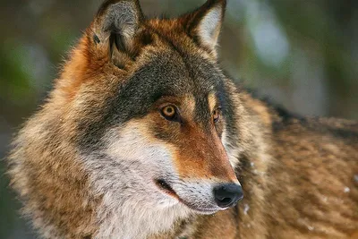 Бурый волк (39 лучших фото)