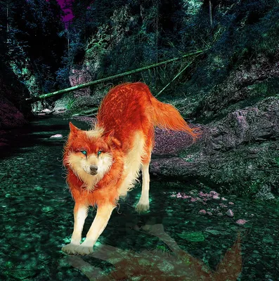 Фото Голубоглазый огненно-рыжий волк ступил лапами в лесной ручей, by  Penguiduck