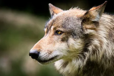 Восточный волк: 10 интересных фактов о редком североамериканском хищнике |  Приключения натуралиста | Дзен