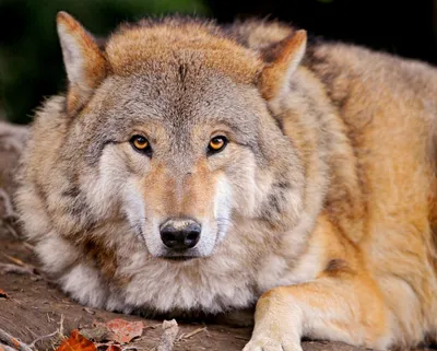 Фото Серо-рыжий волк с оранжевыми глазами