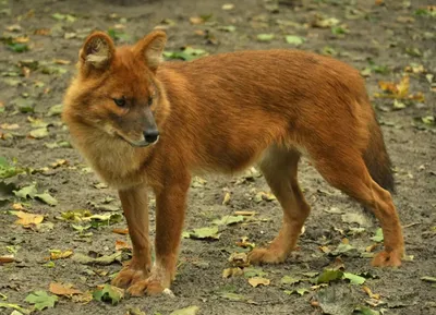 Волк красный (Cuon alpinus): фото, виды, интересные факты