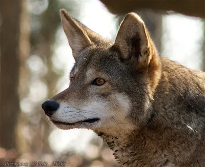 Рыжий волк - Собачьи | Некоммерческий учебно-познавательный интернет-портал  Зоогалактика