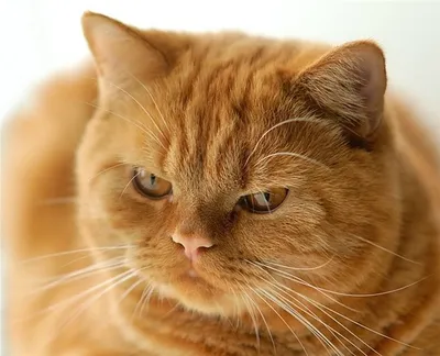 британский рыжий кот: 17 тыс изображений найдено в Яндекс.Картинках | Рыжие  полосатые кошки, Оранжевые кошки, Редкие породы
