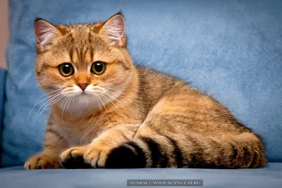 Рыжие британские коты - 64 фото: смотреть онлайн