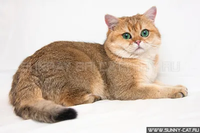 Фото рыжих британских котят и кошек с описанием - SunRay