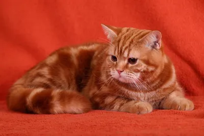 Кот британец рыжий - 54 фото