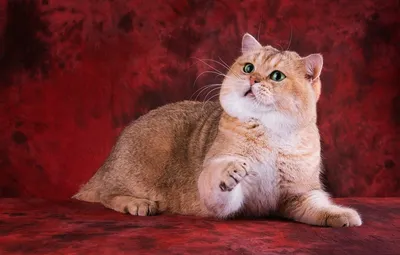 Порода кошек Британская рыжая | Смотреть 28 фото бесплатно