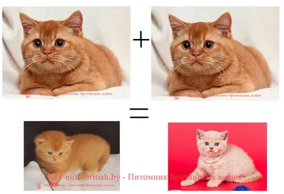 Рыжих британских котов фото
