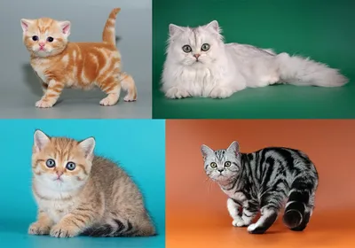 Британский полосатый кот вискас, мраморный, пятнистый, тикированный окрас  табби британских кошек, фото котенка