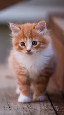 Картинки котенок кот Рыжий животное 1080x1920