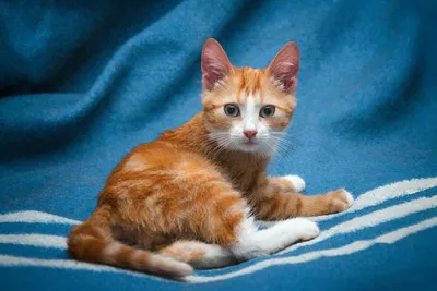 Рыжий котенок мальчик (60 фото) - картинки sobakovod.club