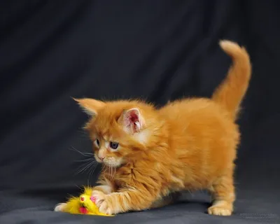 Рыжий котенок | Смотреть 37 фото бесплатно
