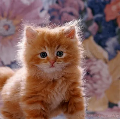 Рыжие пушистые котята (60 лучших фото)