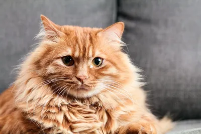 Породы рыжих котов (41 лучших фото)