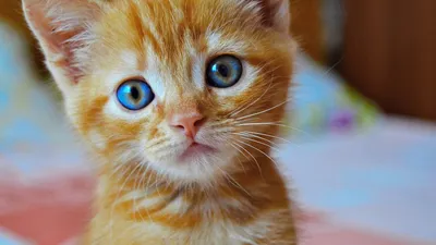 Рыжие котята с голубыми глазами - 36 фото