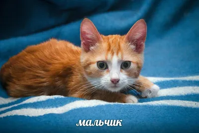 Рыжий котенок в добрые руки — продаю кошку в Москве, м. Беляево