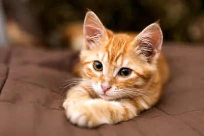 Рыжий пушистый котенок | Смотреть 27 фото бесплатно