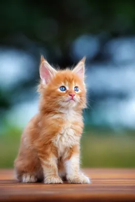 Много рыжих котов - картинки и фото koshka.top