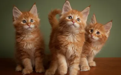 Три рыжих пушистых котенка - обои для рабочего стола, картинки, фото