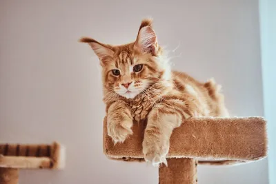 В Пскове ищут дом для трёх рыжих котят, брошенных на дачах