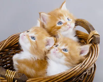 Фото рыжих британских котят и кошек с описанием - 3-я стр. - SunRay