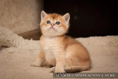 Отдадим Рыжих котят 10месяцев Добрым людям: Обмен - Кошки Актау на Olx