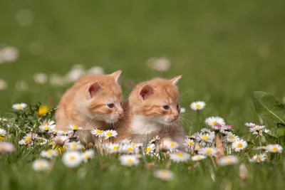 Рыженькие котята (58 лучших фото)