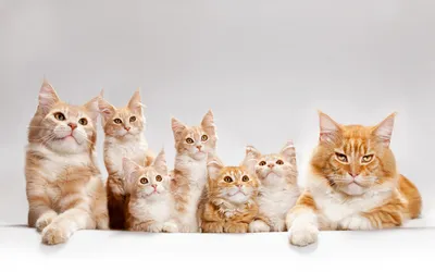 Серо рыжий котенок - 60 фото