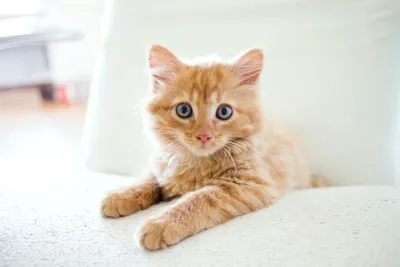 Котята мейн кун рыжие (60 лучших фото)