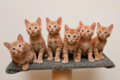 Рыжие котята сидят на подставке - обои на рабочий стол