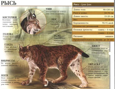 Рысь - самое большое кошачье в Европе. Среда обитания, размножение, образ  жизни.:::Рысь. Сайт о животных. PiLife
