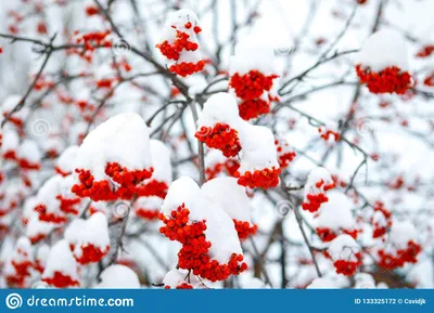 Красная рябина и первый снег Стоковое Фото - изображение насчитывающей  рябина, ягода: 133325172