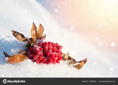⬇ Скачать картинки Рябина на снегу, стоковые фото Рябина на снегу в хорошем  качестве | Depositphotos