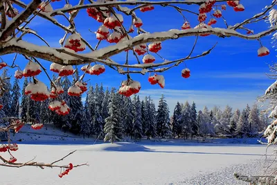 Картинка зима, рябина, ягоды, снег, иней 1920x1080 скачать обои на рабочий  стол бесплатно, фото 194179